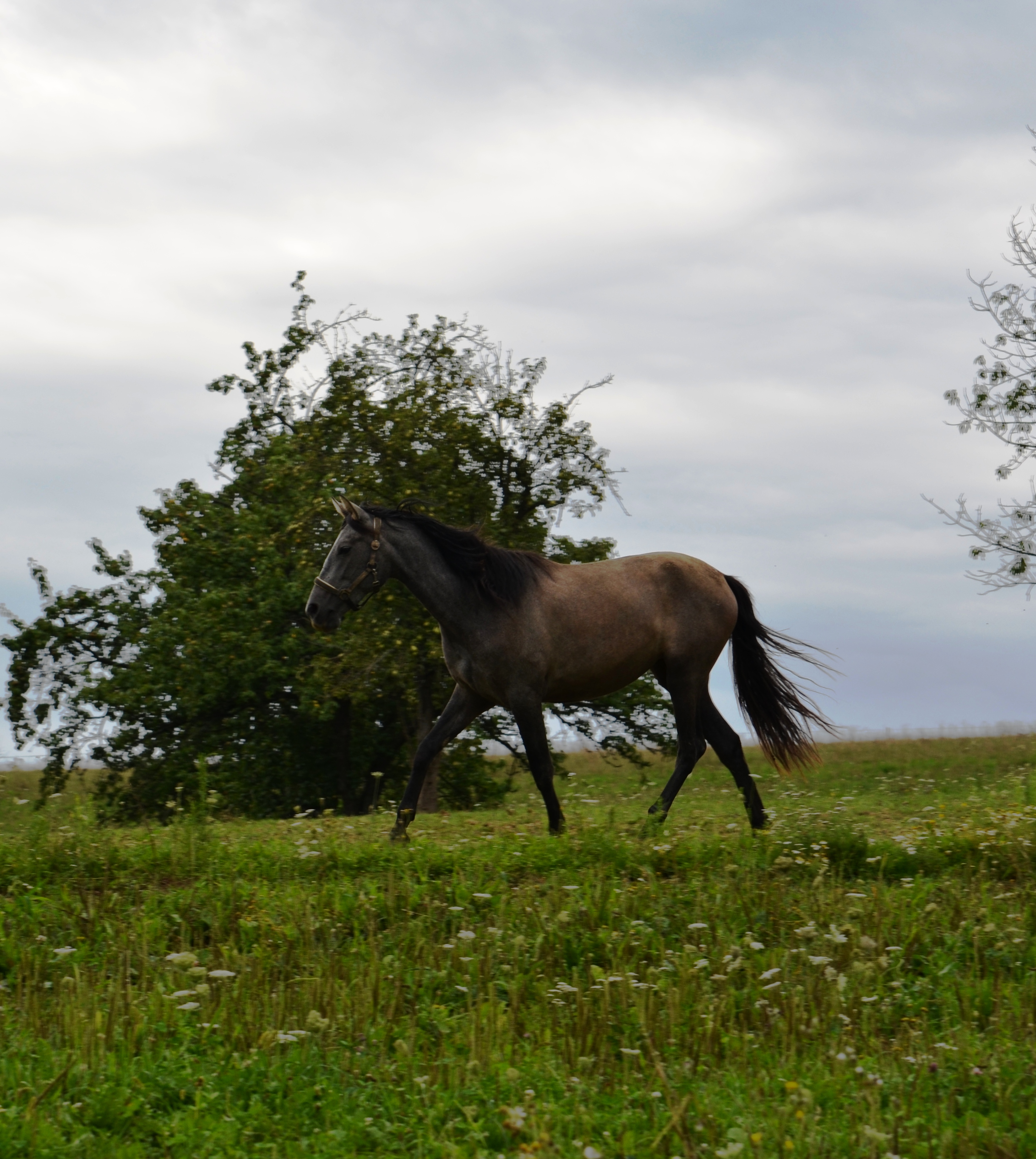 DSC_0971