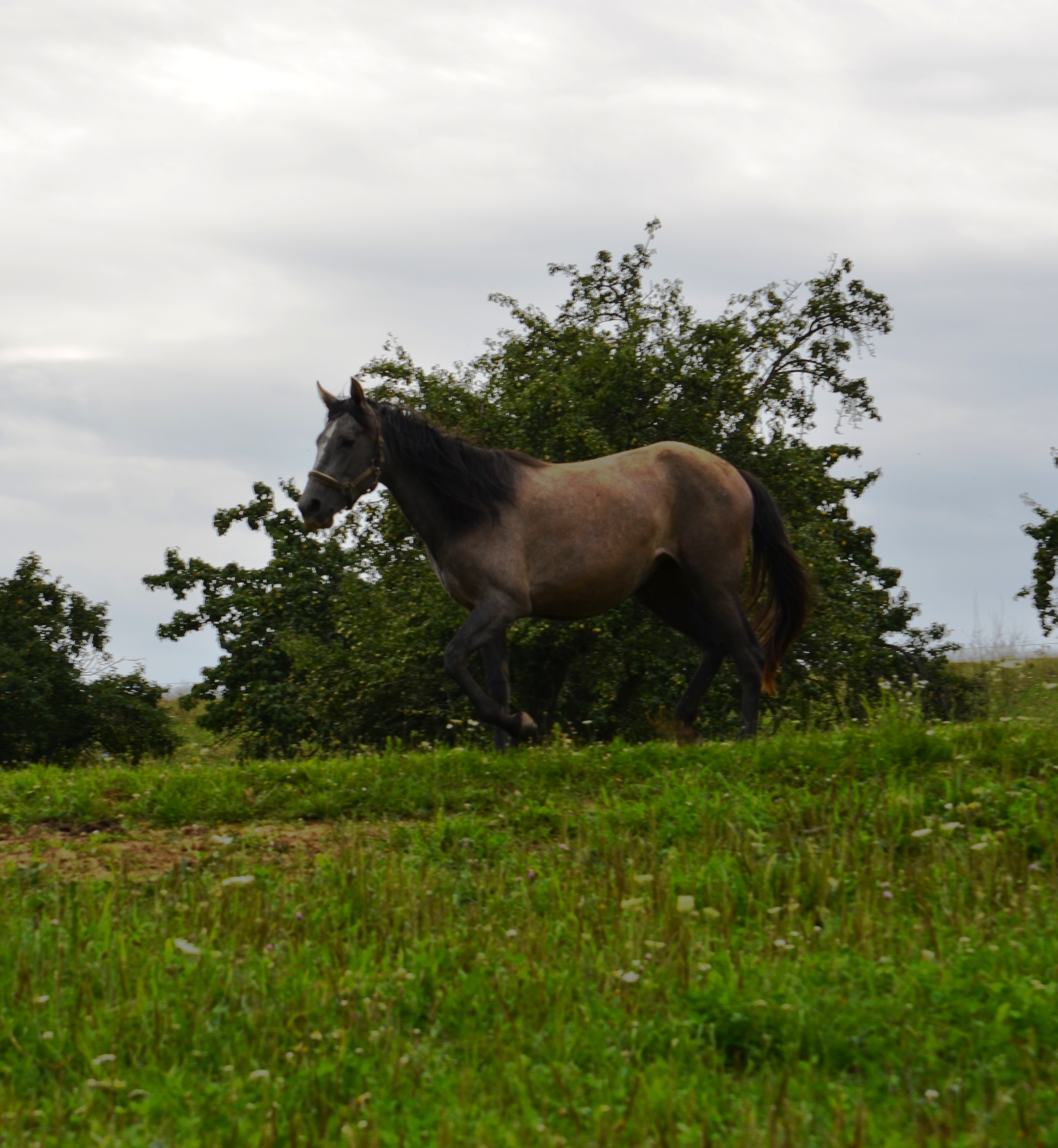 DSC_0972