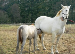kozy-a-kone-113.jpg
