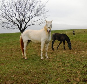 dscn3230.jpg